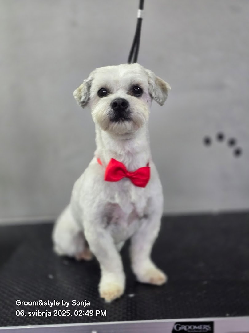 Uređen pas u salonu Groom & Style by Sonja